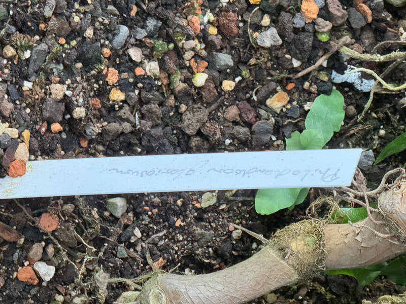 De afbeelding toont een stuk potgrond met een wit plantenlabel waarop handgeschreven 'Philodendron gloriosum' staat. Daarnaast zijn een dikke, kruipende plan...