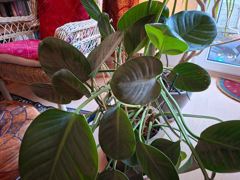 Een weelderige Philodendron-plant met grote, donkergroene bladeren in een pot binnenshuis.