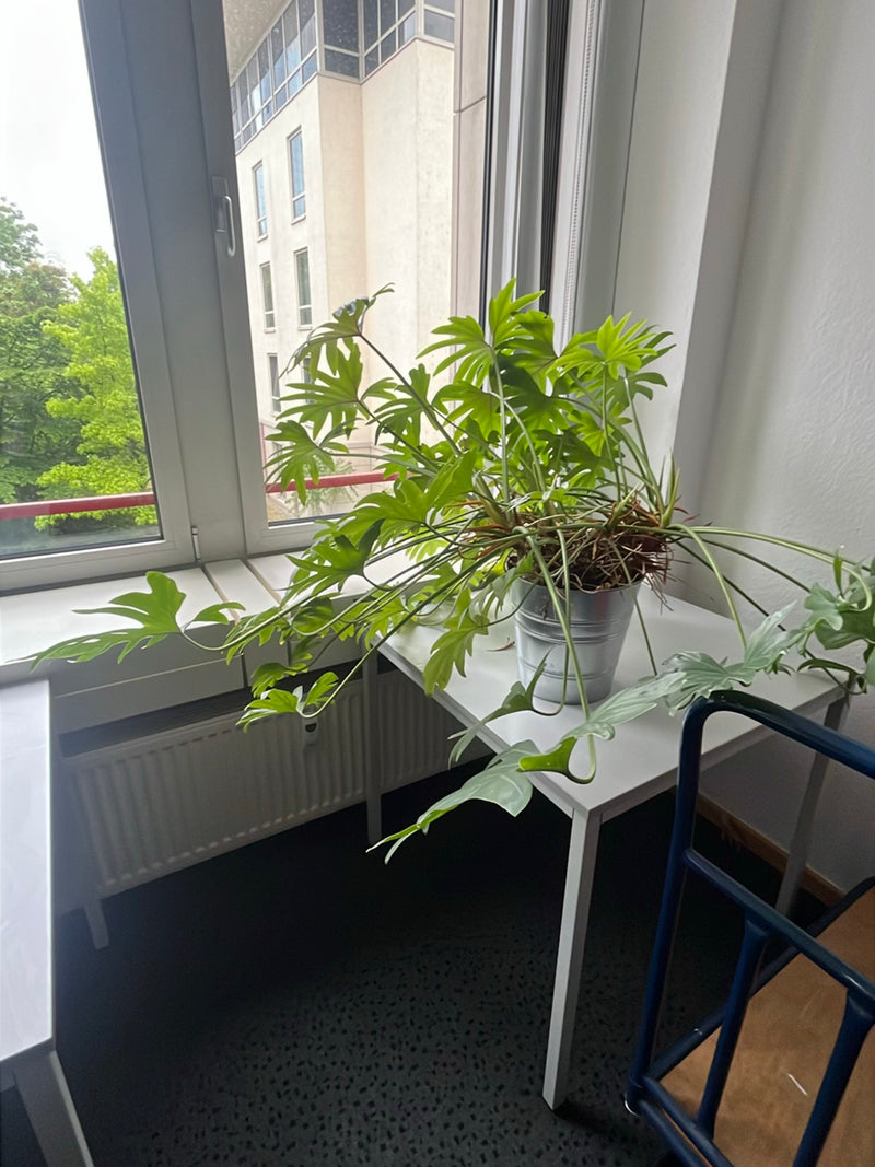 Boom vriend — Bild 3