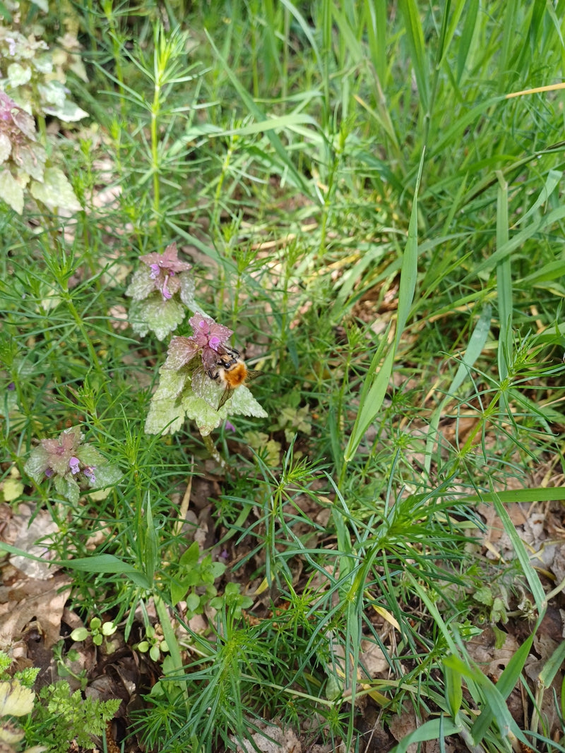 Boom hommel — Bild 1
