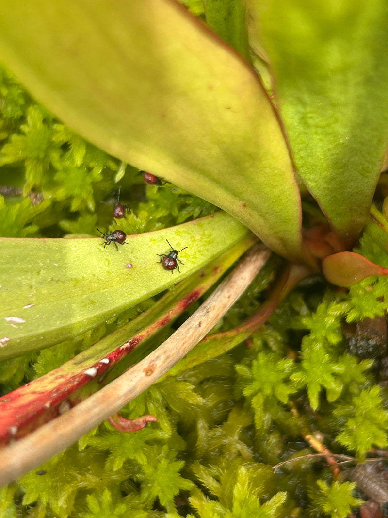 Stinkende insecten — Bild 1