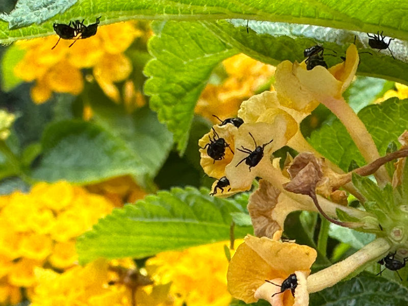 Meerdere kleine nimfen van de stinkwants zitten op gele bloemen en groene bladeren. Ze rusten op de plant.