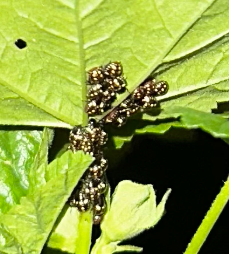 Op de onderkant van een groen blad zit een groep pas uitgekomen nimfen van de stinkwants. De kleine insecten zitten dicht bij elkaar gedrukt.