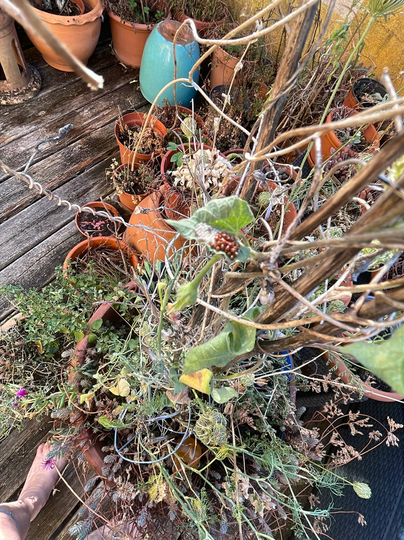 Verschillende pas uitgekomen nymfen van schildwantsen zitten op een groen blad naast hun lege eikapsel. De opname toont de kleine groep vanuit vogelperspecti...