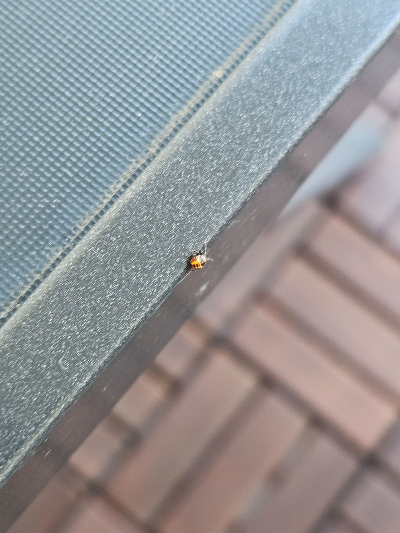 Een kleine nymfe van een stinkwants zit op een donkere metalen rand. Het insect is heel klein te zien.
