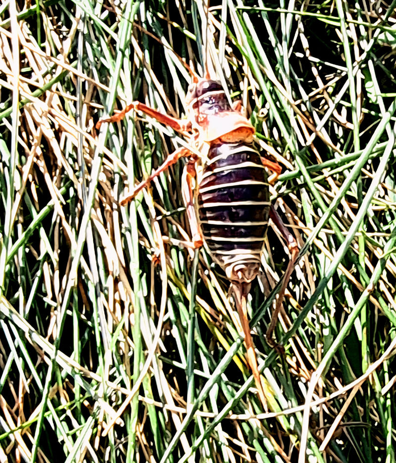 Baumweta (Gattung Hemideina) — foto 1 van 1