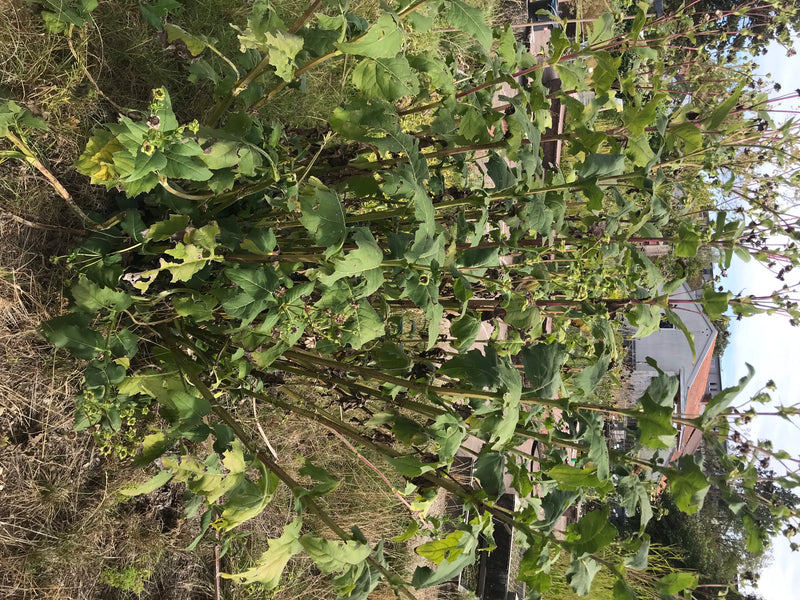 Gemengde Silphia — foto 5 van 20