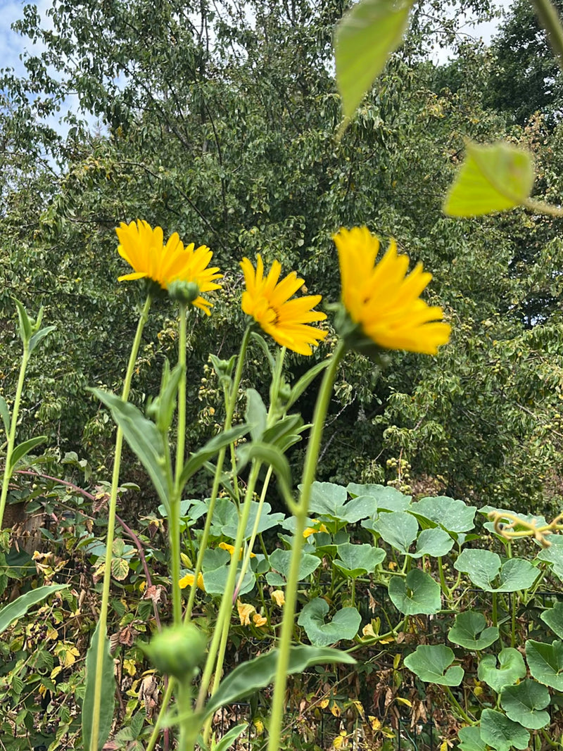 Gemengde Silphia — foto 1 van 20