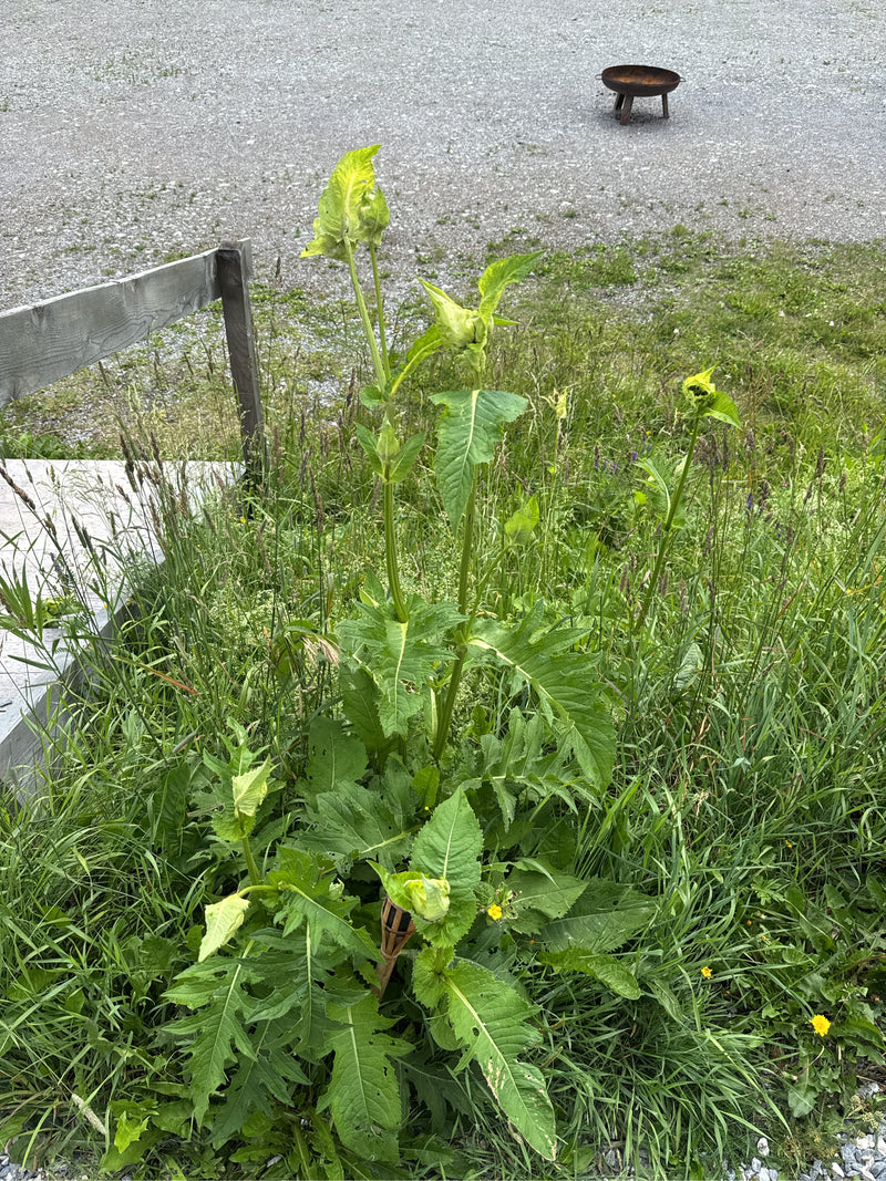 Gemengde Silphia — foto 4 van 20