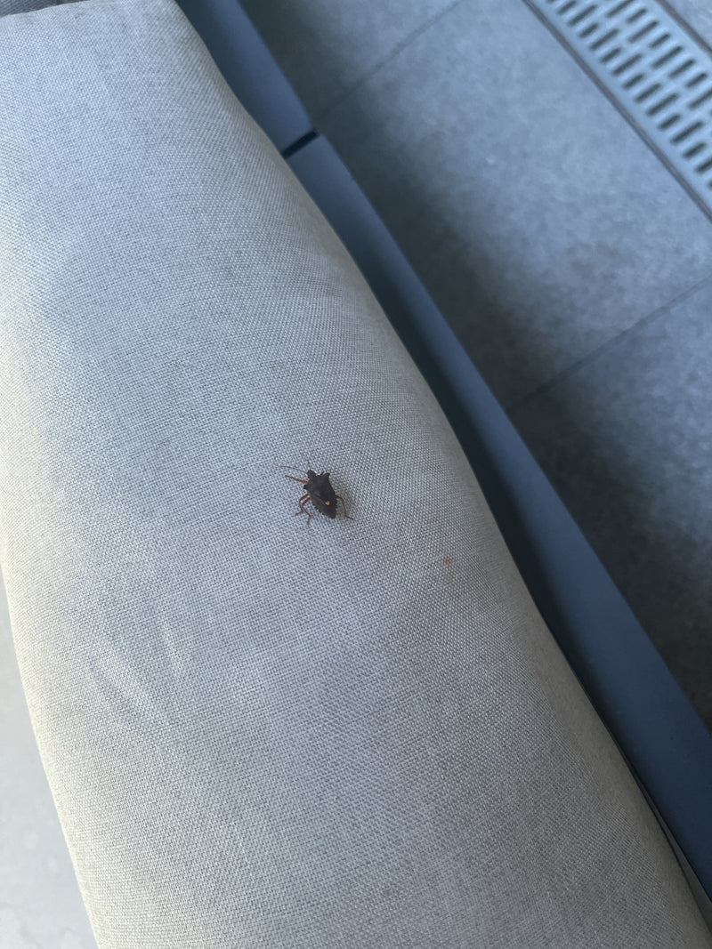 Besseninsect — Bild 2