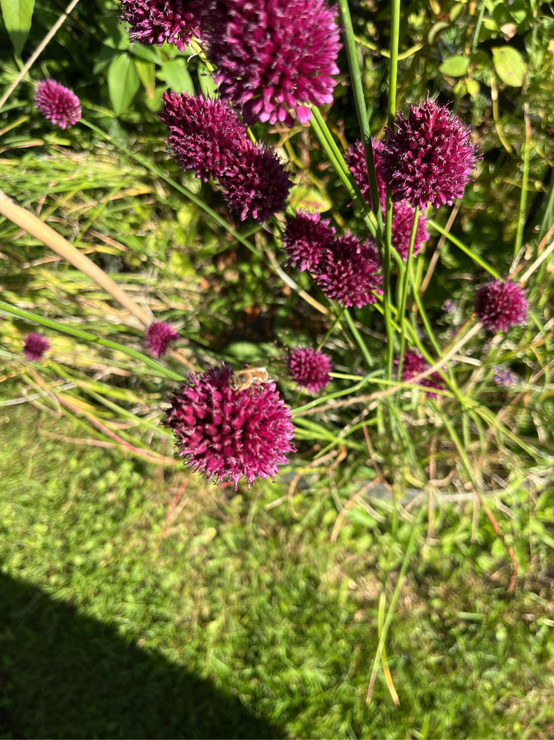 Besseninsect — foto 4 van 20