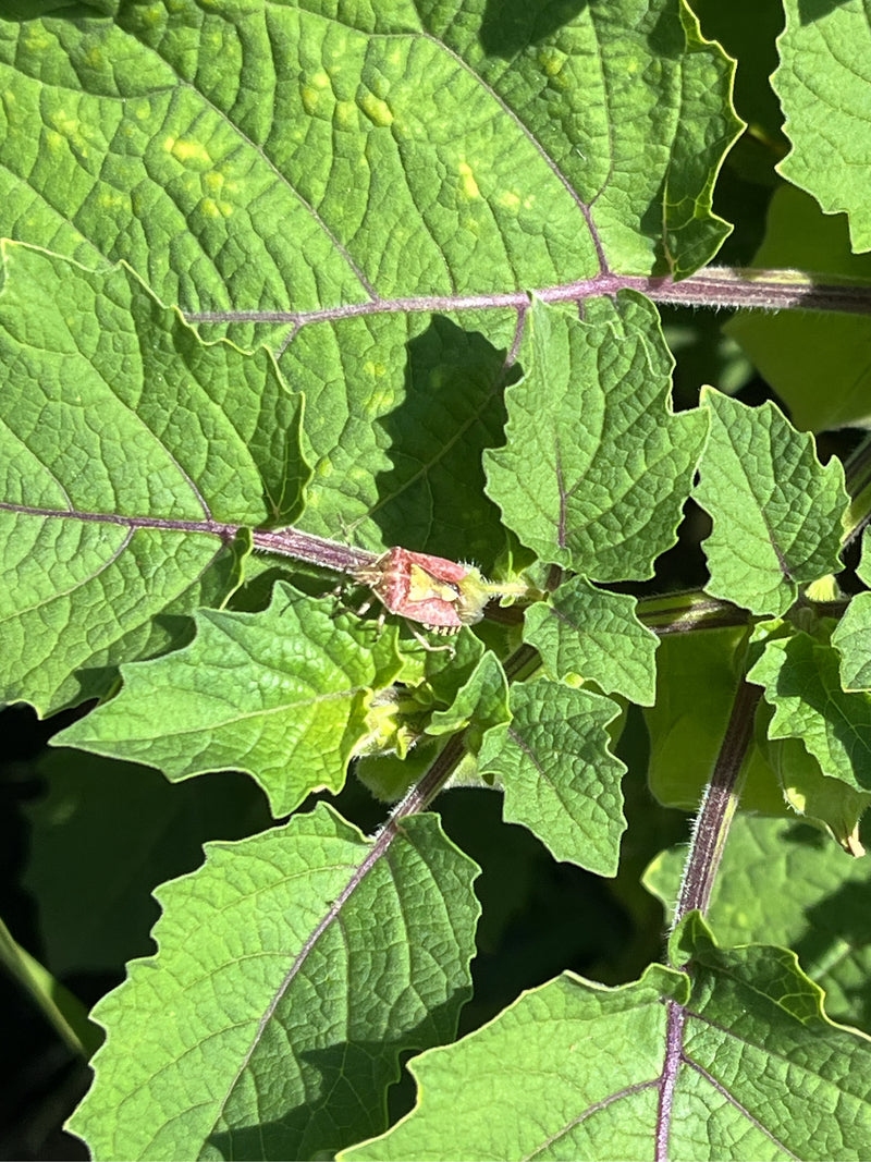 Een bisschopsmuts is duidelijk zichtbaar gezeten op de groene bladeren van een plant. Het top-down overzicht toont het insect in zijn natuurlijke omgeving.