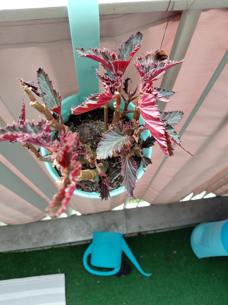 begonia — foto 1 van 2