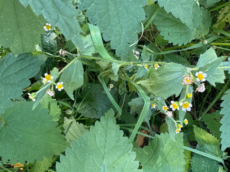 Een bloeiend behaard knopkruid met kenmerkend behaarde stengels en kleine witte bloemhoofdjes tussen dicht gebladerte.