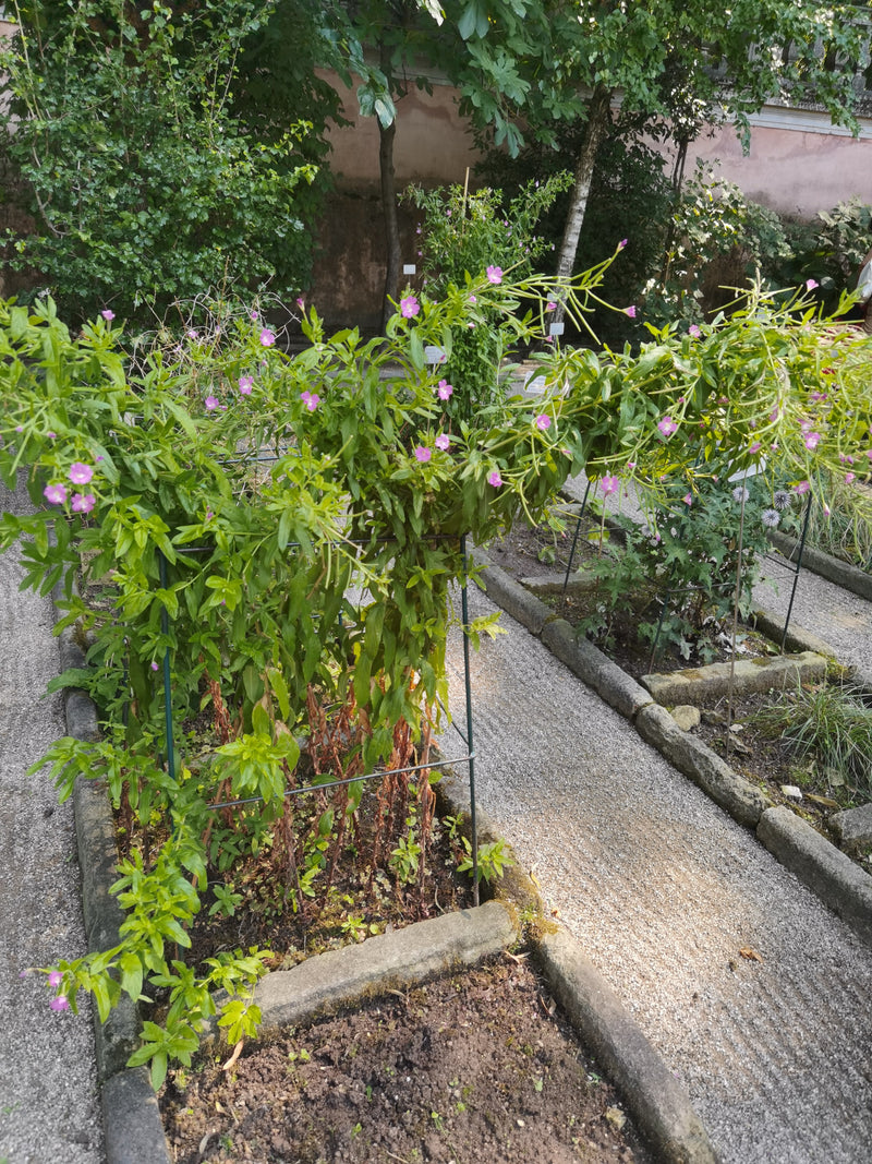 Harig wilgenroosje — foto 3 van 5