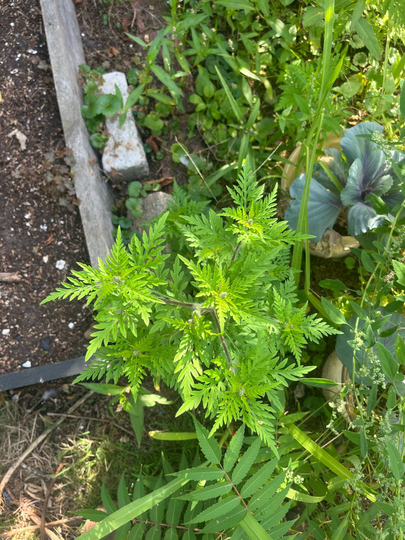 Te zien is een groene ambrosiaplant met fijn verdeelde bladeren, van boven af gefotografeerd in een tuinzak.