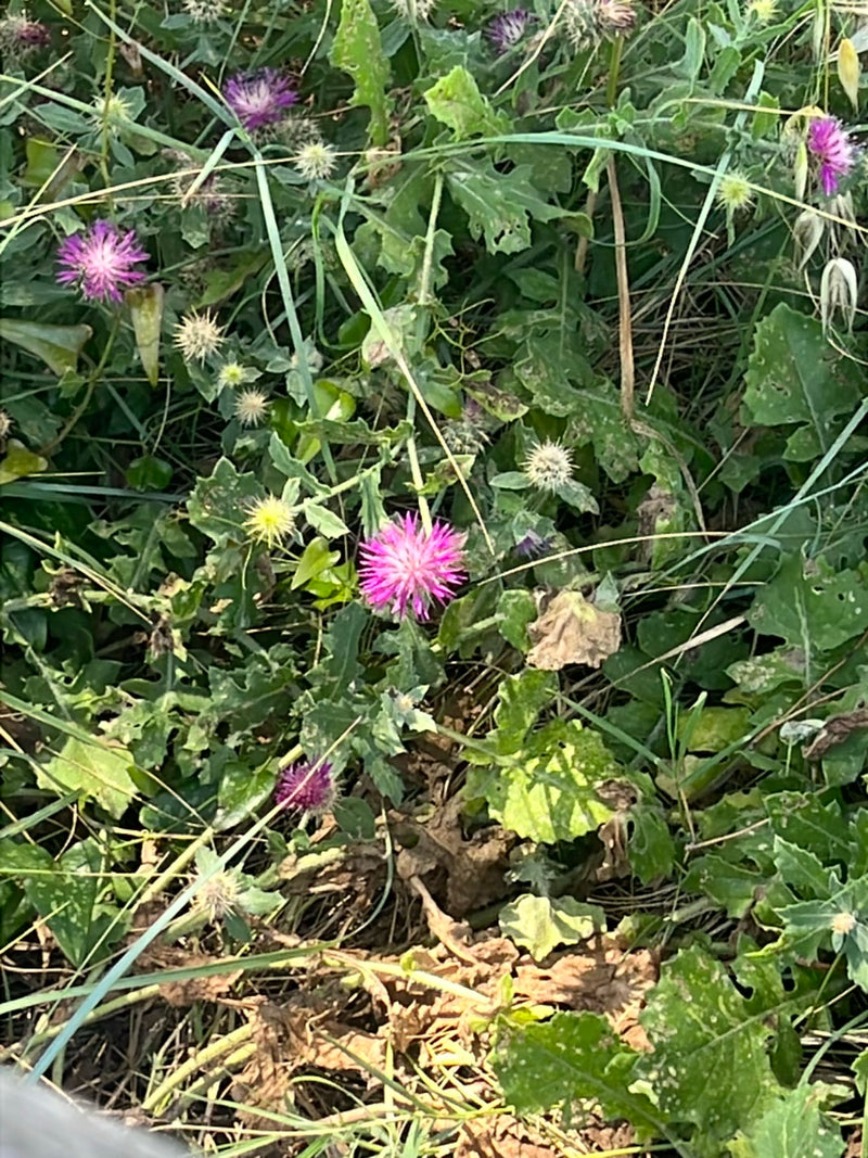 Benedictuskruid — Bild 1