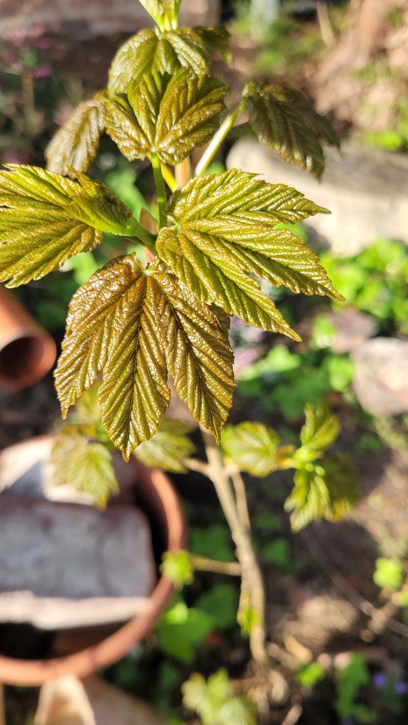 Sycamore-esdoorn — Bild 1