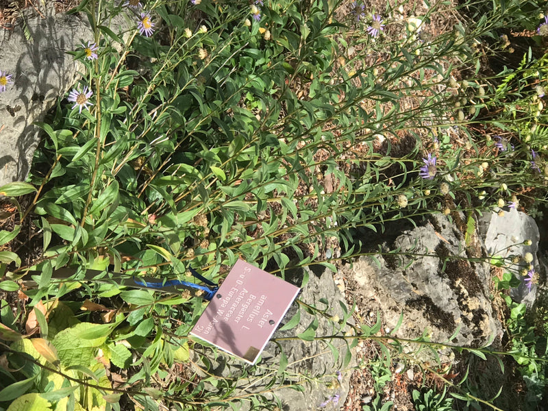 Berg-Aster — foto 1 van 1