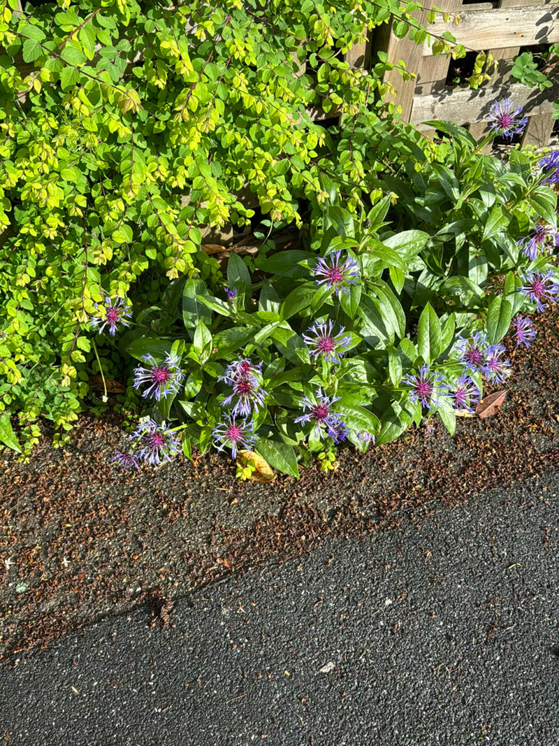 Te zien is een bergcentaurie met karakteristieke paarse bloemen en groene bladeren. Deze groeit in een bloembed naast asfalt.