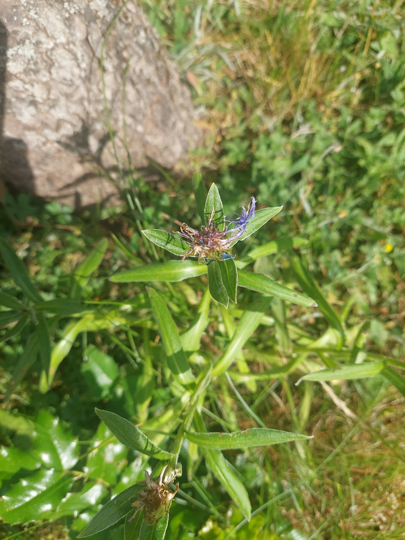 De afbeelding toont een bergbloem met enkele blauwe bloemresten en groene bladeren. Hij groeit op een grasrijke weide naast een steen.