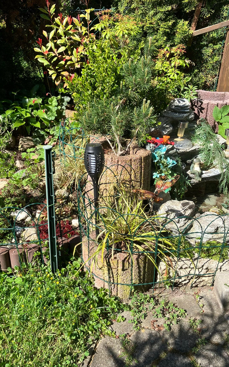 Een bergden is te zien in een plantenbak midden in een aangelegde tuin. De conifeer groeit rechtop in de zon.
