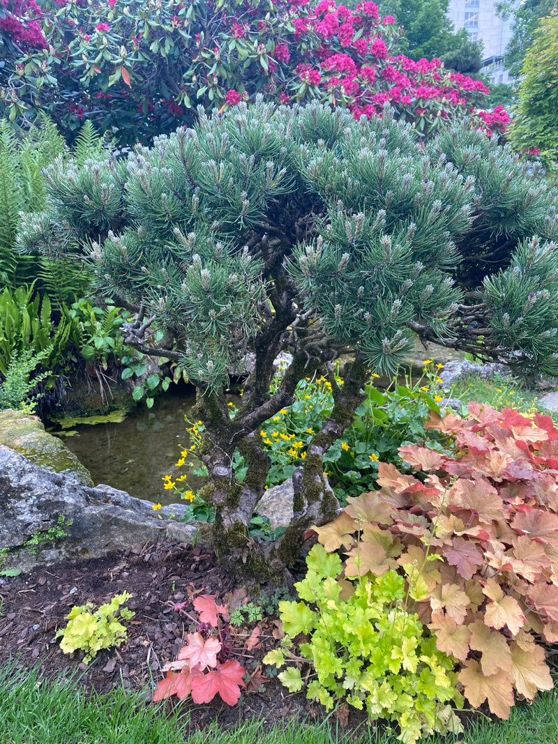 De afbeelding zeigt een compacte bergden in een gevarieerde tuinenbed. De naaldboom staat op de voorgrond voor een kleine vijver en kleurrijke vaste planten.