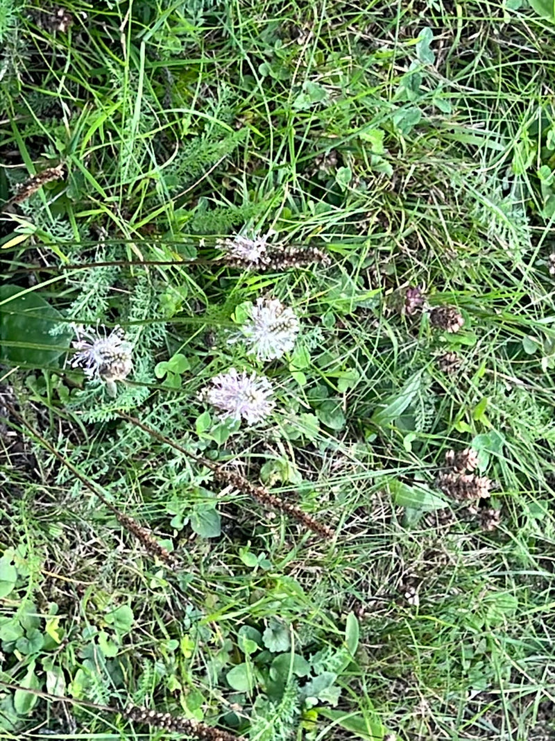 Berg Sandrapunzel — foto 1 van 3