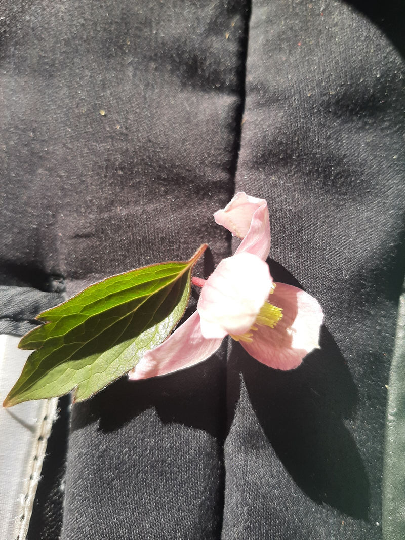 Clematis — Bild 1