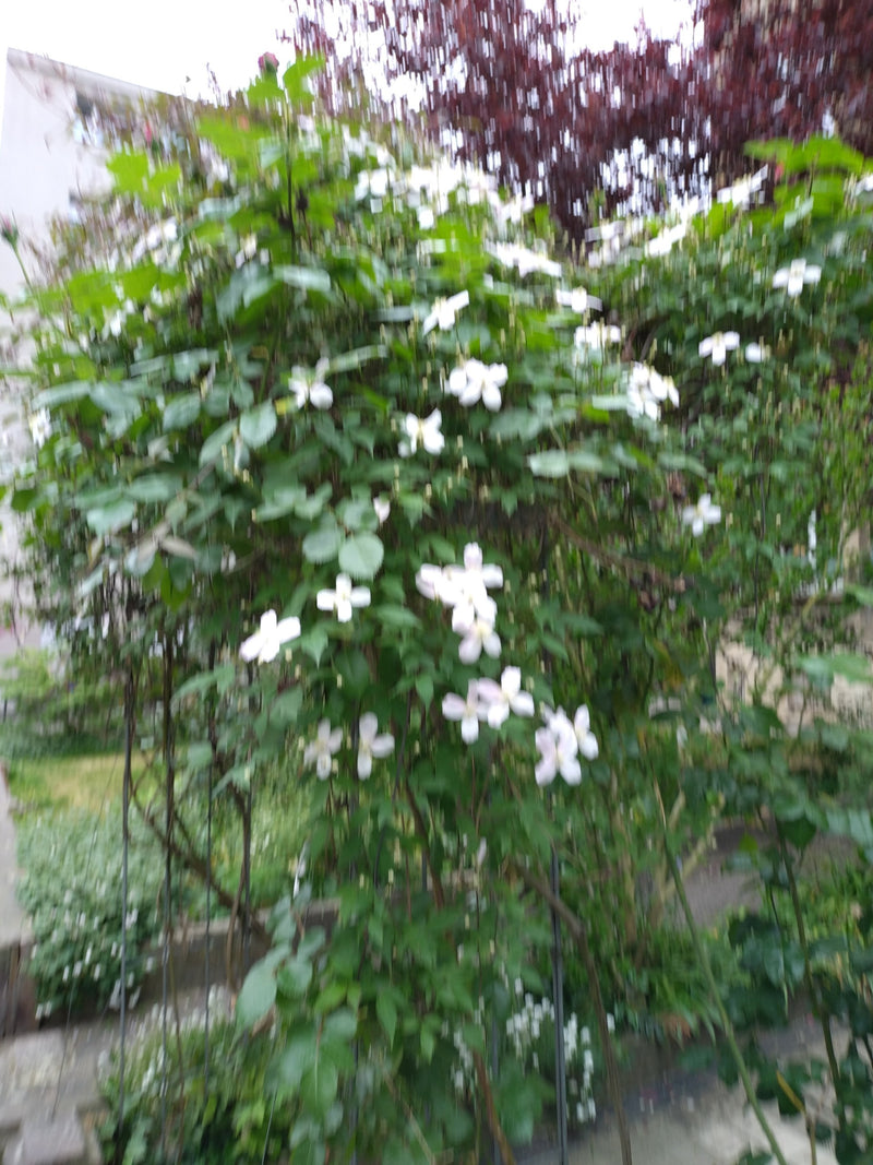 Een sterk wazige foto van een bloeiende bosrank in een tuin. De witte bladeren steken af tegen het groene loof.