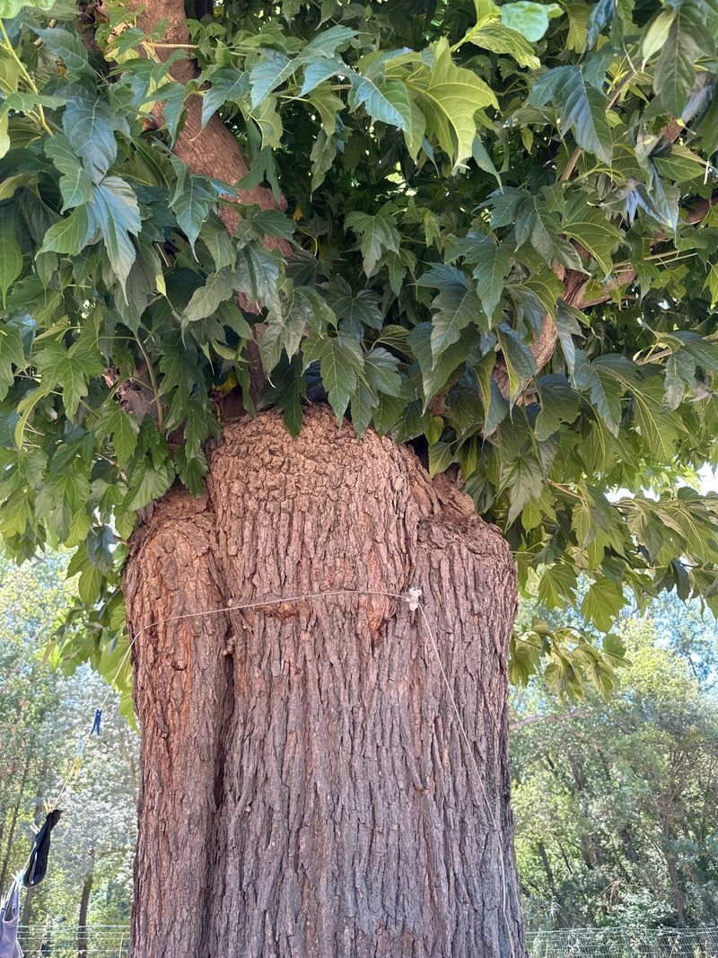 De dikke stam en dichte kroon van een gewone esdoorn met kenmerkende groene bladeren zijn zichtbaar. De foto toont de boom van onder naar boven in zijn natuu...