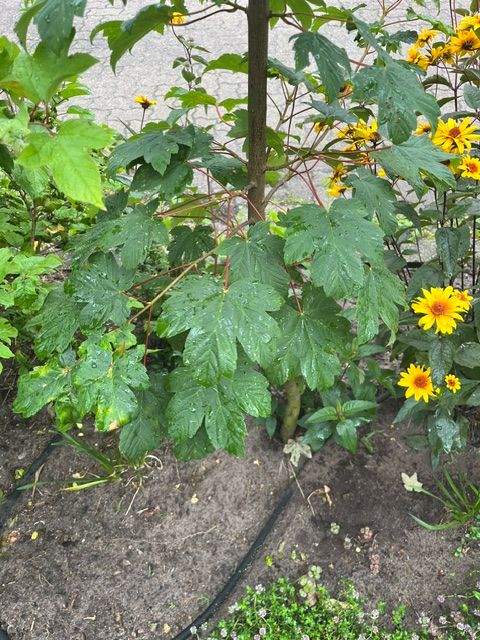 Te zien is een jonge sycamore esdoorn met typische gelobde bladeren en roodachtige bladstelen. Hij staat in een tuinbed omringd door aarde en gele bloemen.