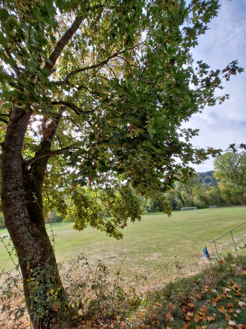Een gewone esdoorn met een dicht bladerdek en talrijke gevleugelde vruchten staat aan de rand van een sportveld.