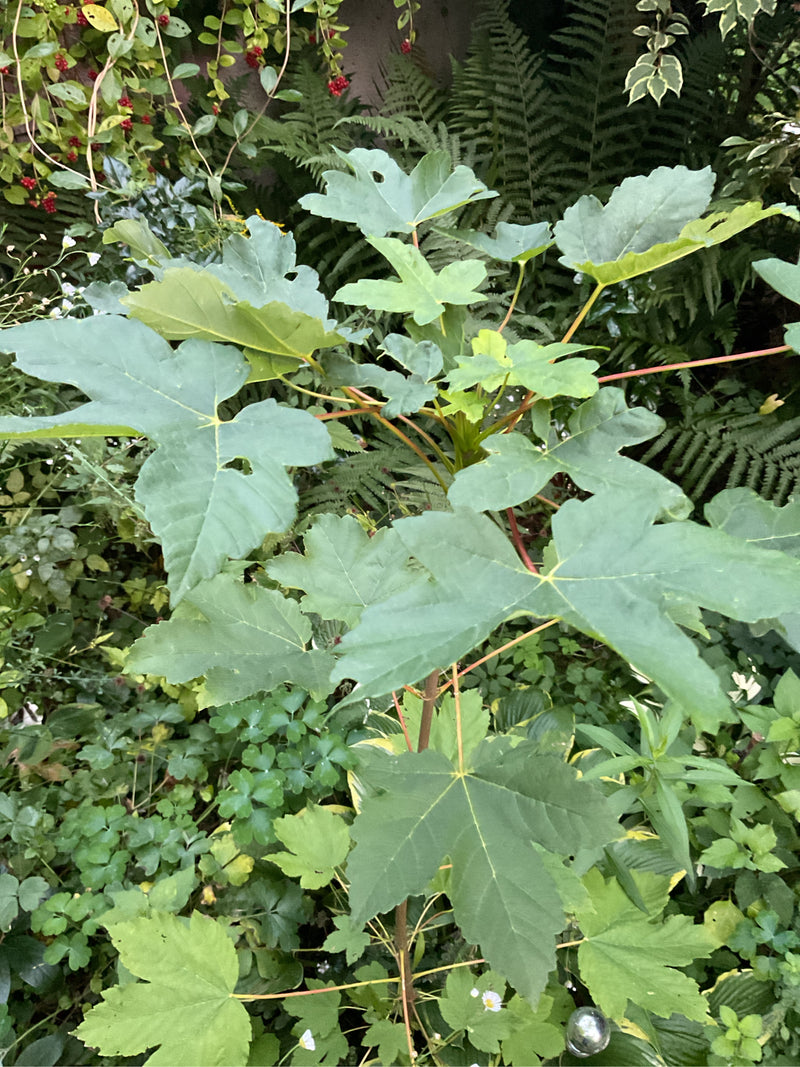 Te zien is een jonge gewes-esdoorn met kenmerkende gelobde groene bladeren en roodachtige stelen. De plant staat voor een dichtbegroeide omgeving.