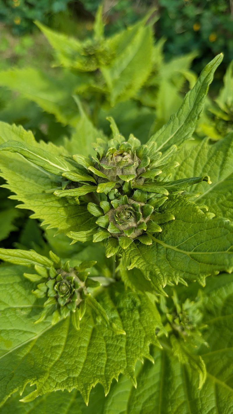 Bergamot — Bild 1