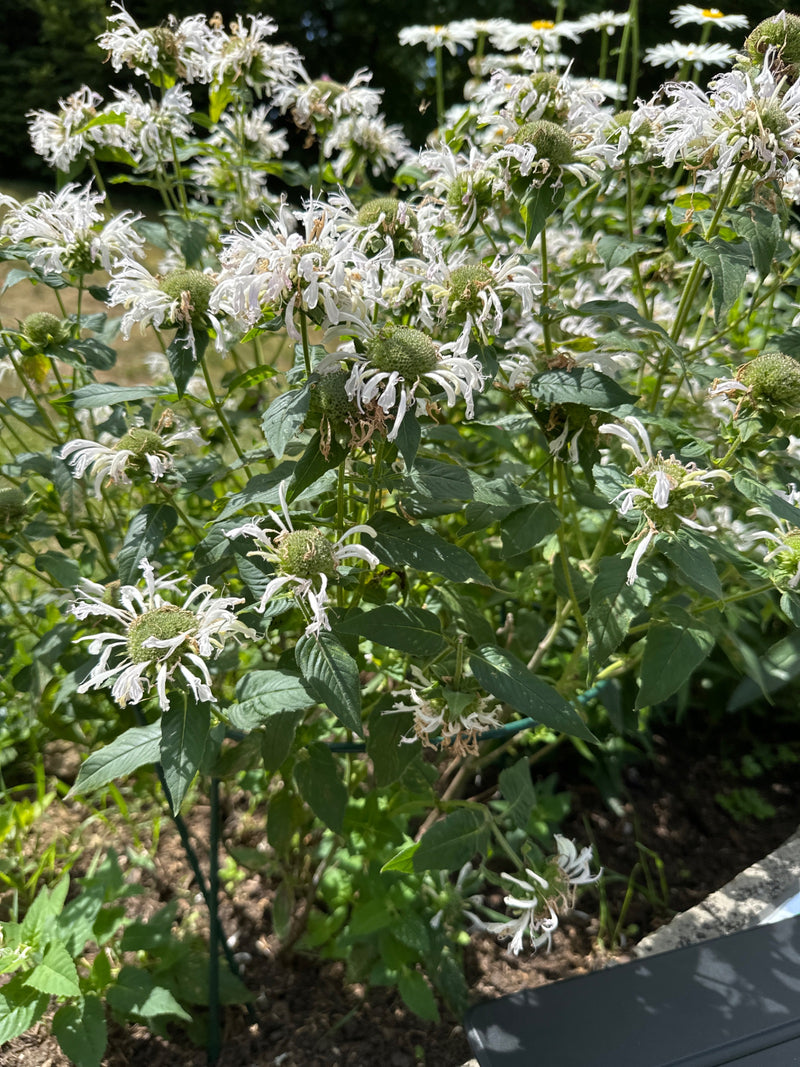Bergamot — foto 2 van 5