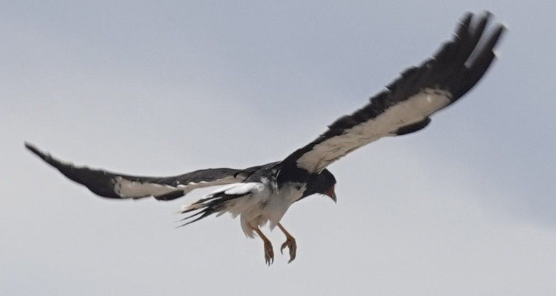 Berg caracara — Bild 2