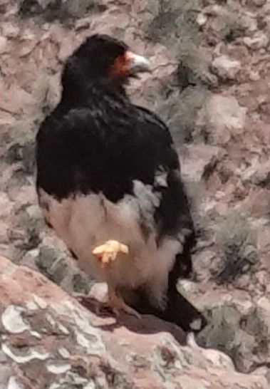 Berg caracara — Bild 3