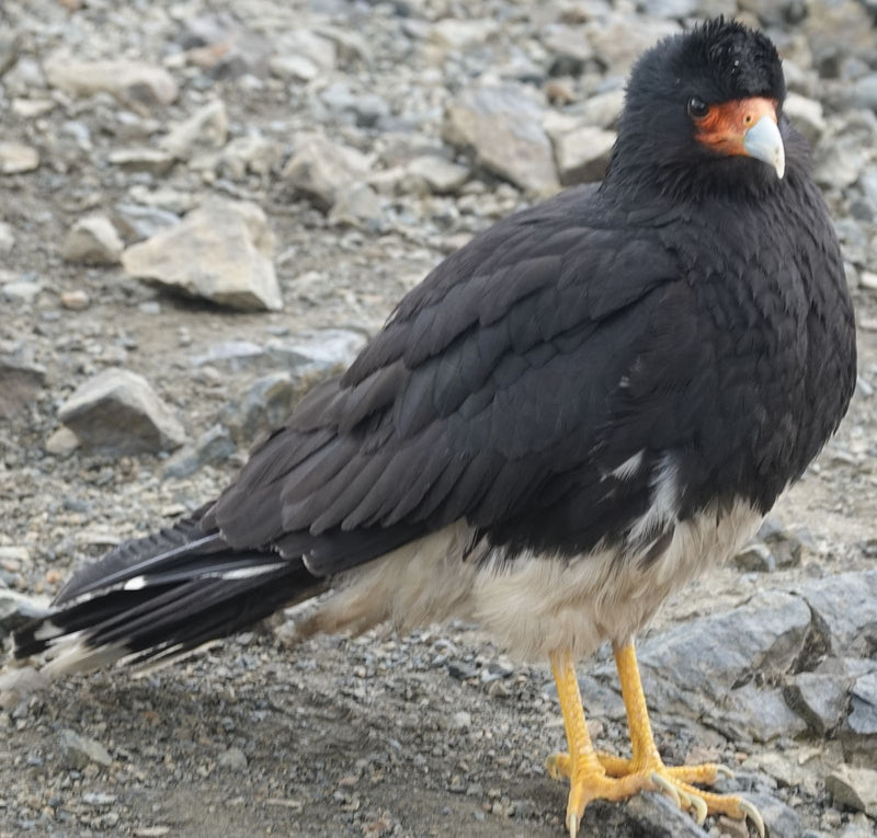 Berg caracara — Bild 1