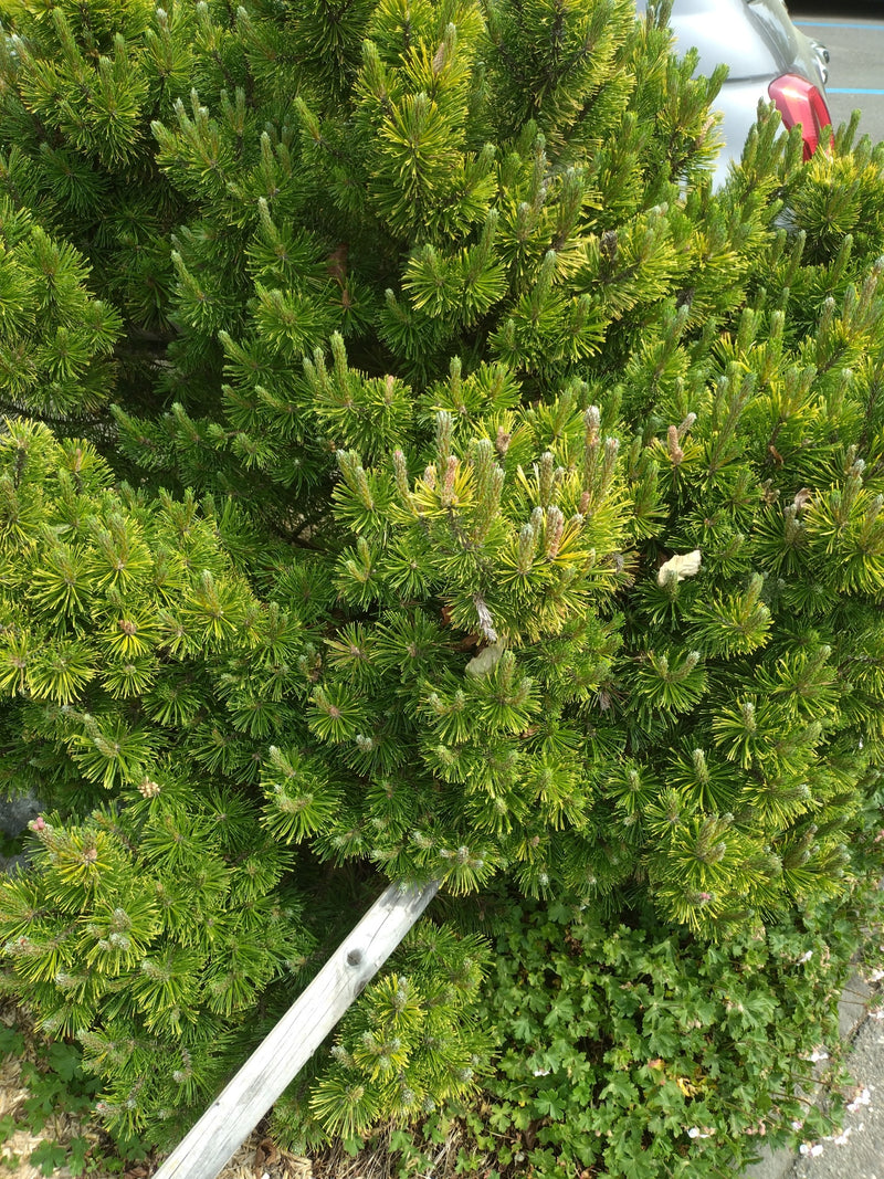 Bergpijnboom — Bild 1
