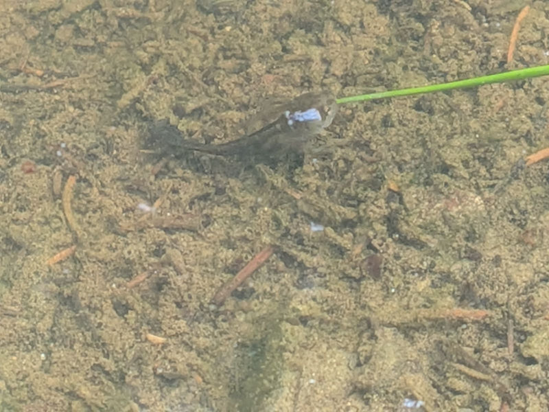 Alpensalamander (larve) — Bild 1