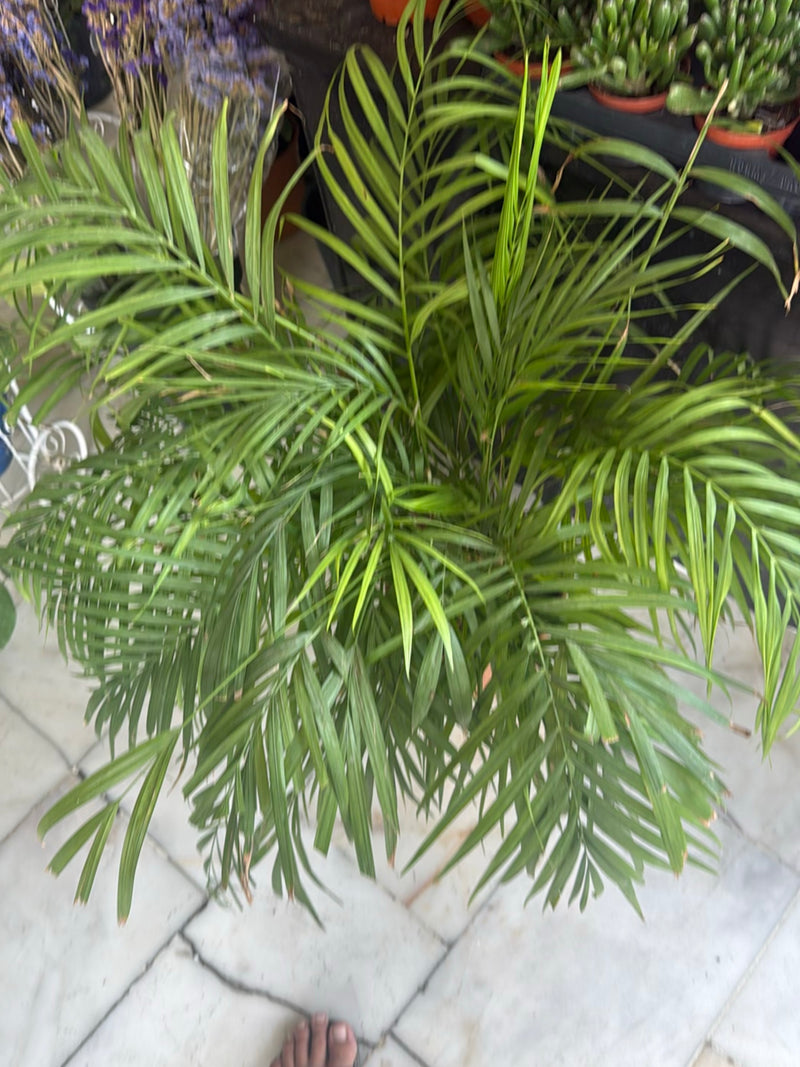 Bergpalm — foto 3 van 5