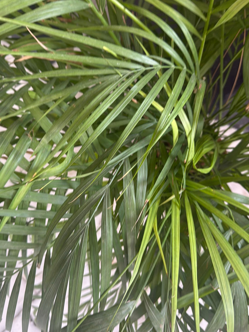 Bergpalm — foto 4 van 5