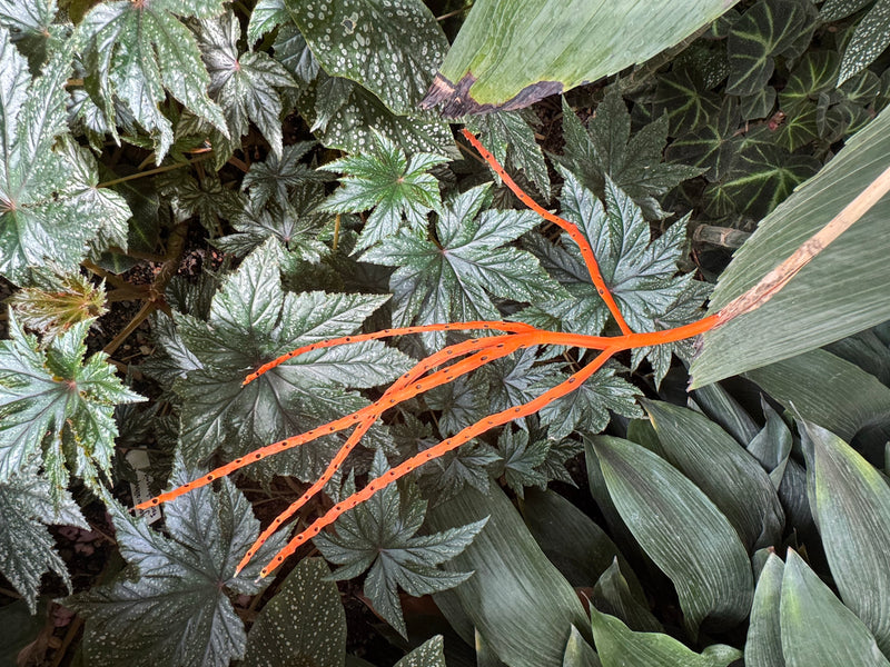 Een feloranje vertakte vruchttak van een dwergpalm steekt uit boven dichte begoniabladeren.