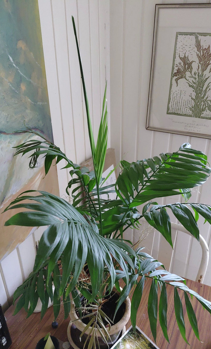 Bergpalm — foto 5 van 5