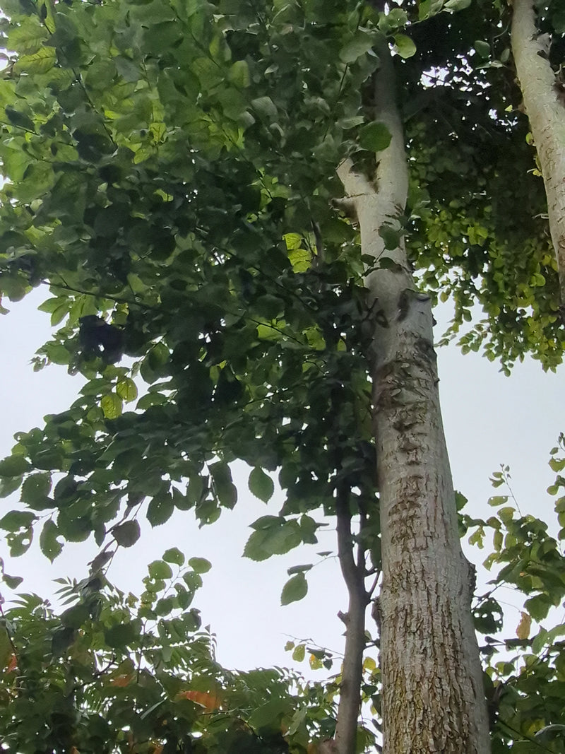 Zicht van onderaf langs de stam van een ruwe iep omhoog in het bladerdak tegen de lucht.