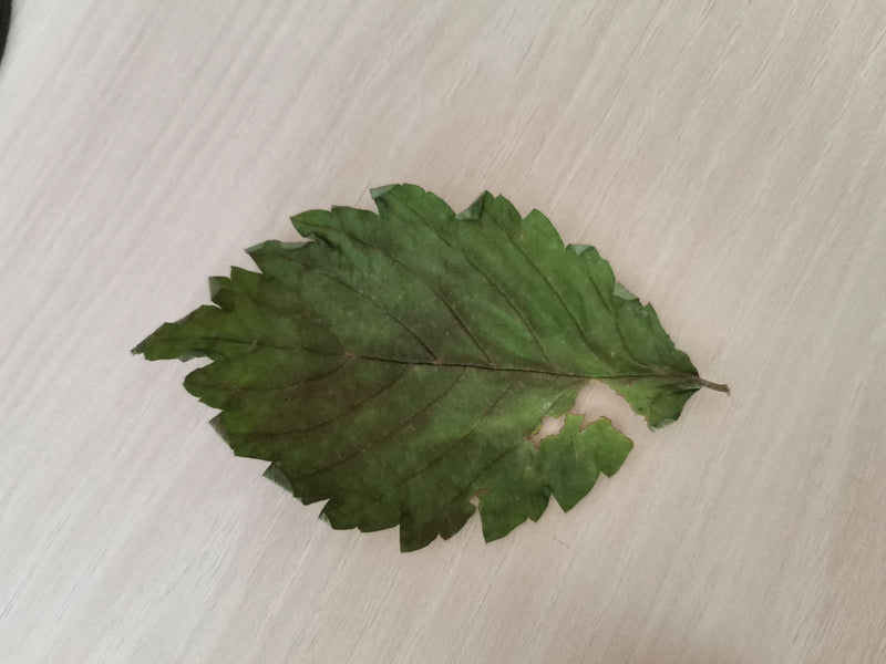 Wych iep — Bild 3
