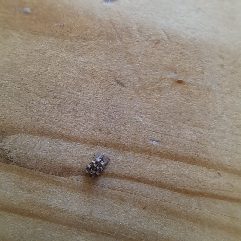 Een bruine spekkever zit op een lichte houten oppervlakte. Het insect is van bovenaf te zien.