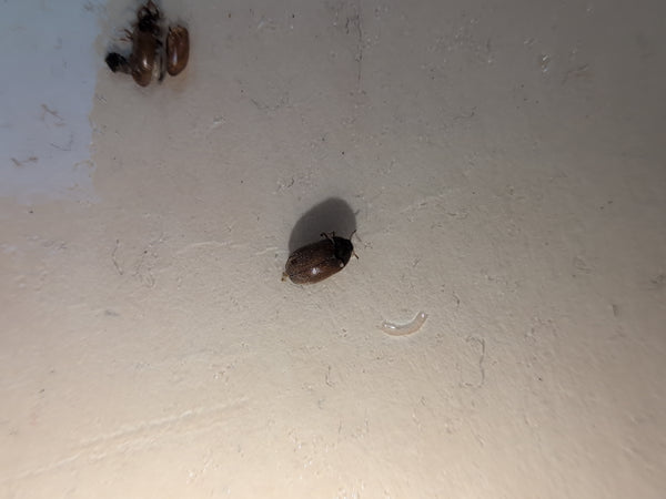 Een bruine spekkever zit op een lichte ondergrond. Daarnaast zijn er enkele resten en een kleine larve of vervelling in de buurt te zien.