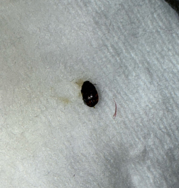 Een enkele bruine spekkever is zichtbaar op een lichte, gestructureerde ondergrond. Het kleine insect rust in een top-down weergave.